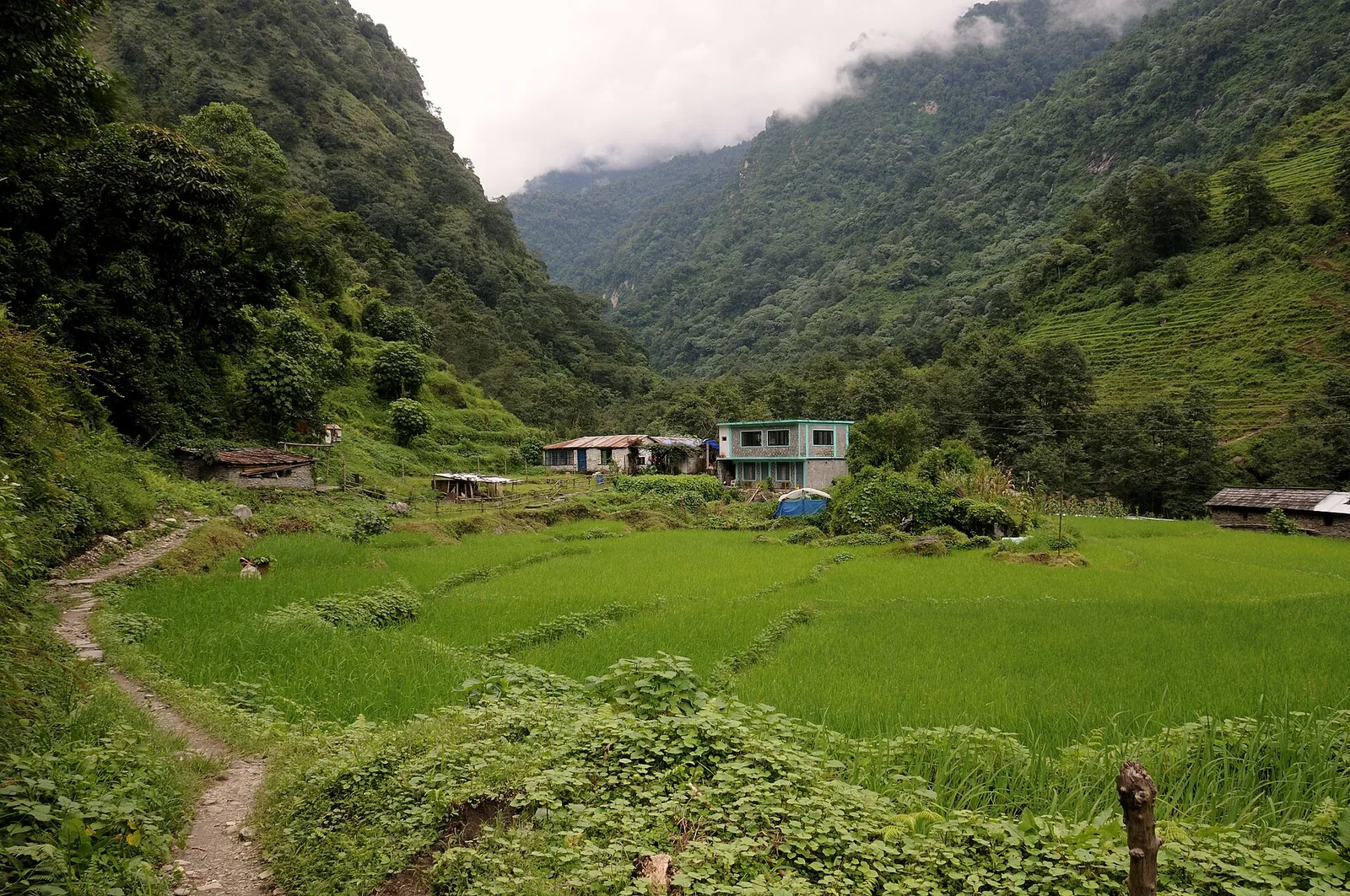 Campos verdes en terrazas, casas y un sendero en Landruk bajo colinas coronadas de nubes en la ruta al campo base del Annapurna
