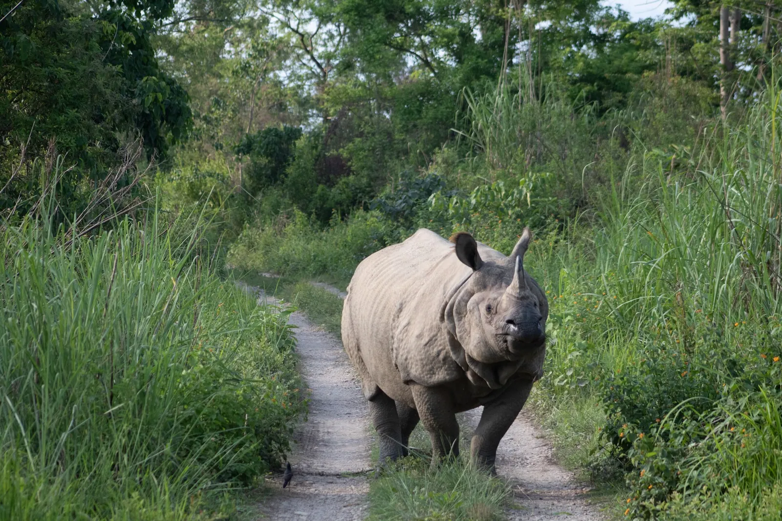 Un rinoceronte indiano fermo su una pista sabbiosa tra l'erba alta nel Chitwan National Park