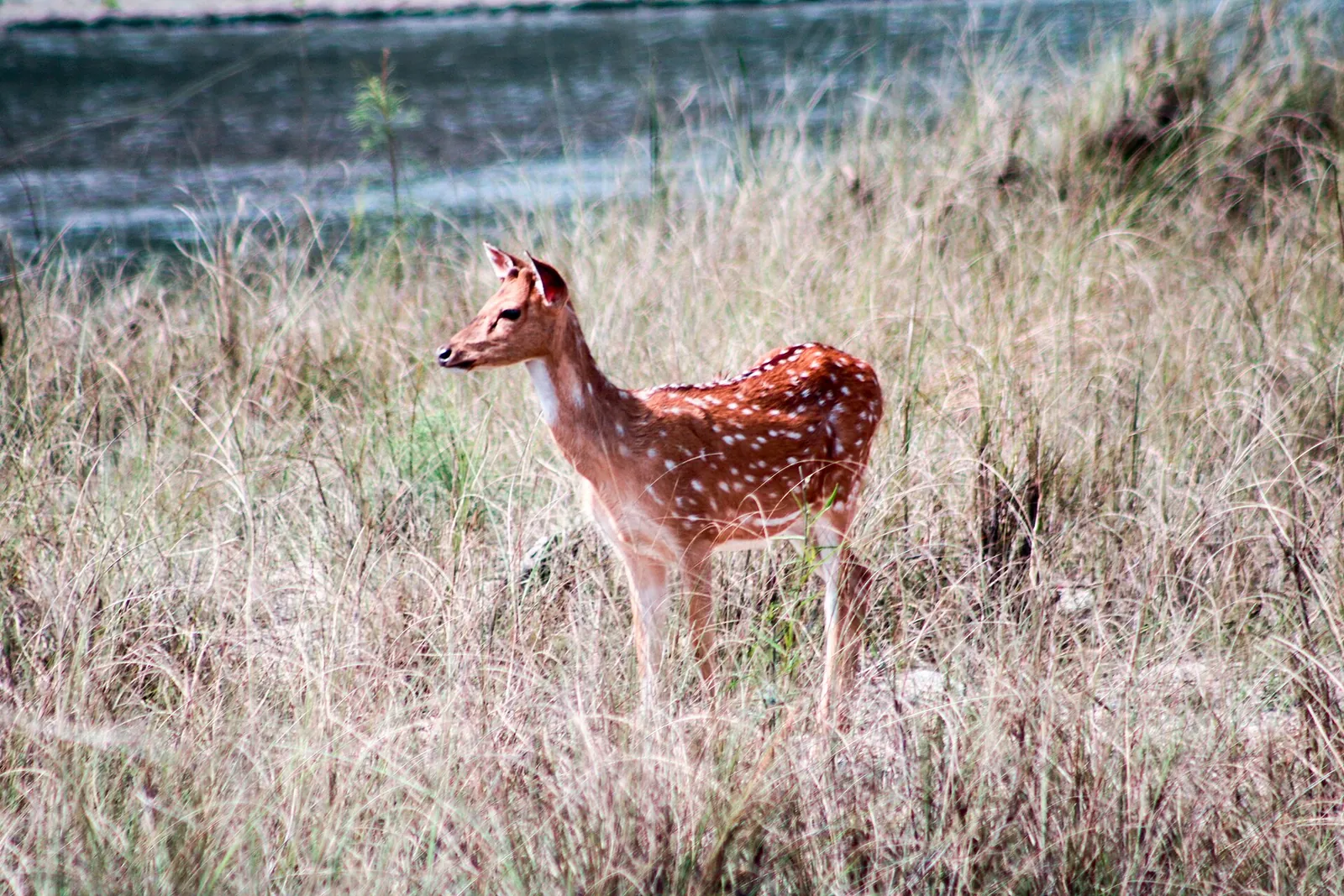 Un giovane chital, o cervo pomellato, fermo nell'erba secca nel Chitwan National Park