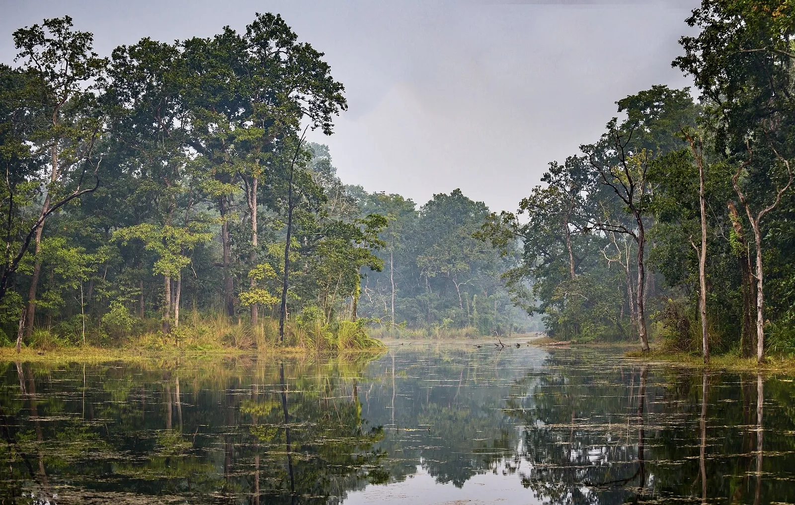Acqua immobile e foresta in una palude nel Chitwan National Park