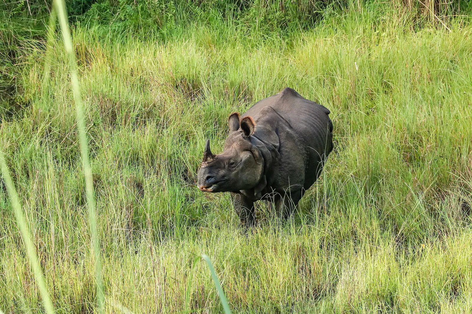 Et indisk næsehorn stående i højt grønt græs i Chitwan National Park
