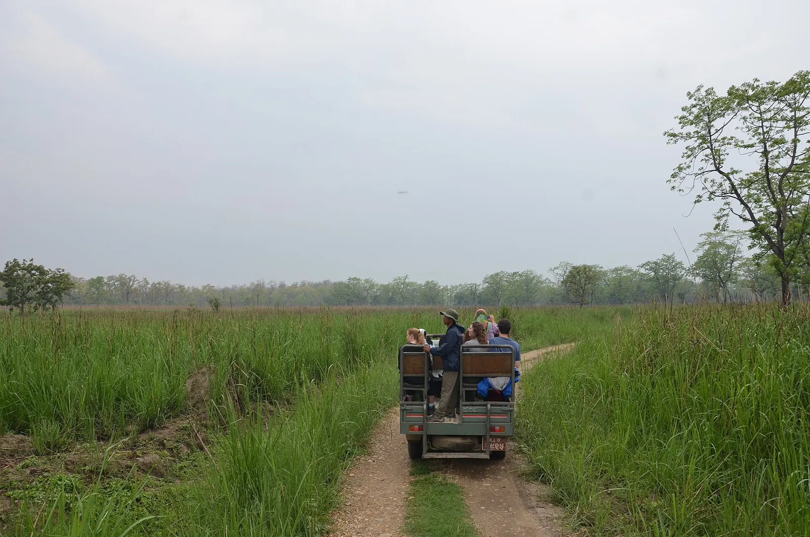 En jeep med besøgende på et jordspor gennem højt græs og træer i Chitwan National Park