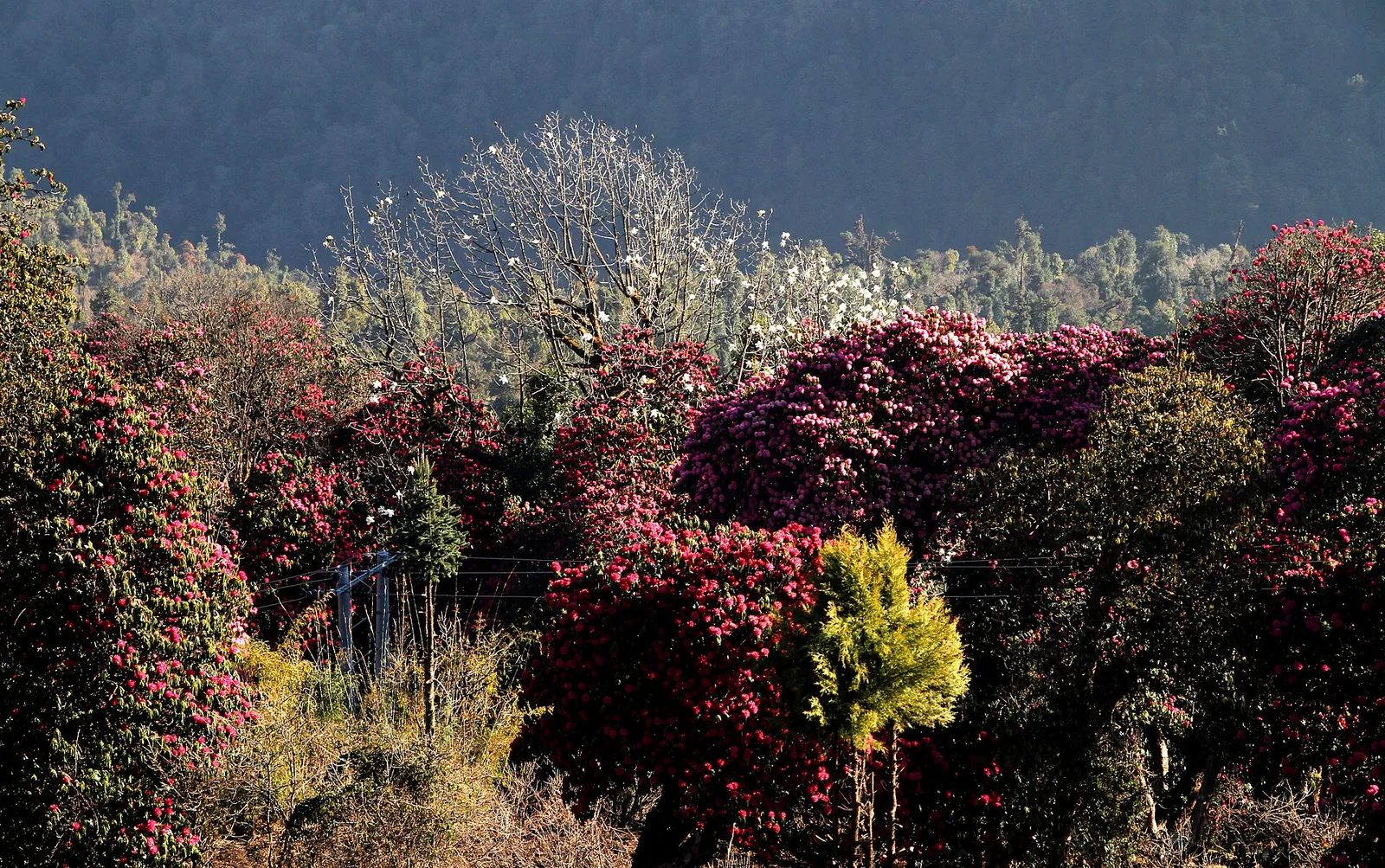 Červené a růžové rozkvetlé rododendrony na svahu v Ghorepani