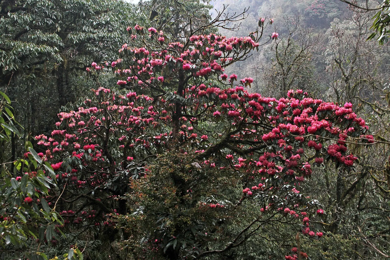 Velký rododendron pokrytý růžovočervenými květy v lese na stezce z Ulleri do Ghorepani