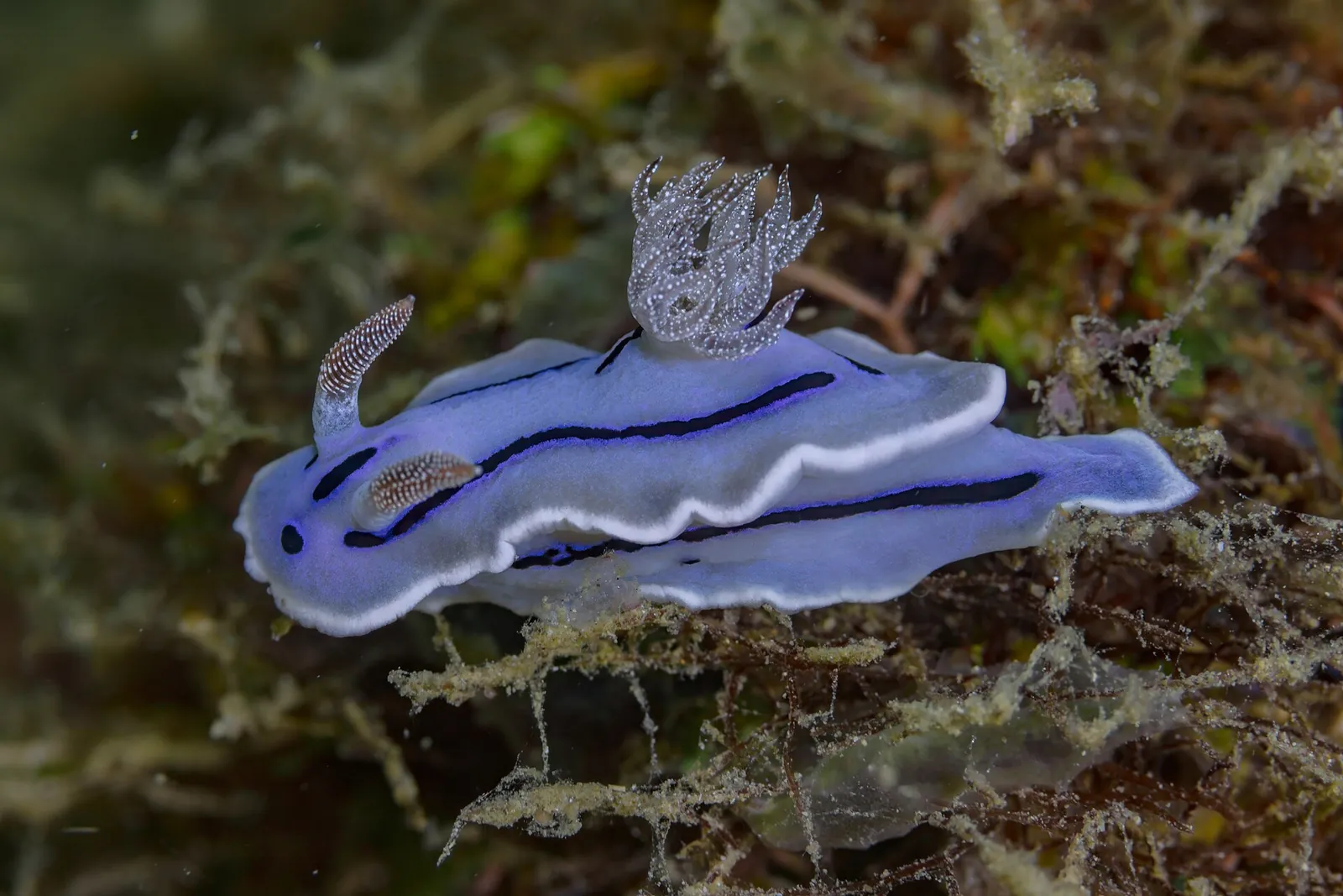 Pale blue nudibranch with dark stripes photographed underwater at Anilao
