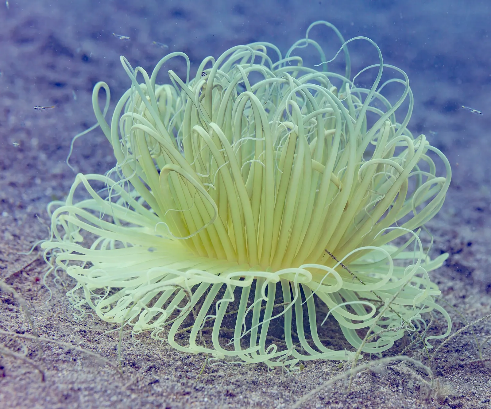 Long pale tentacles of a sea anemone photographed underwater at Anilao