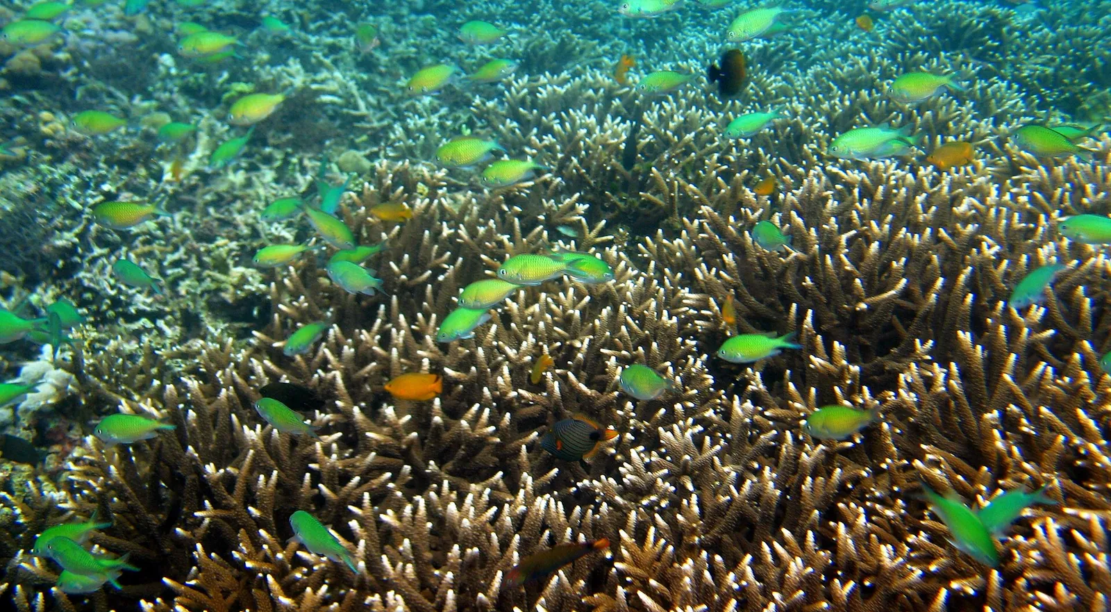 Fish swimming above branching coral in an Anilao reef photograph