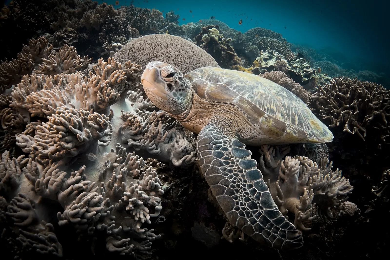 Sea turtle resting above corals in the waters of Apo Island