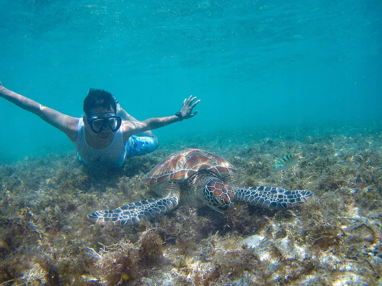 Snorkeller and sea turtle above the seabed off Apo Island