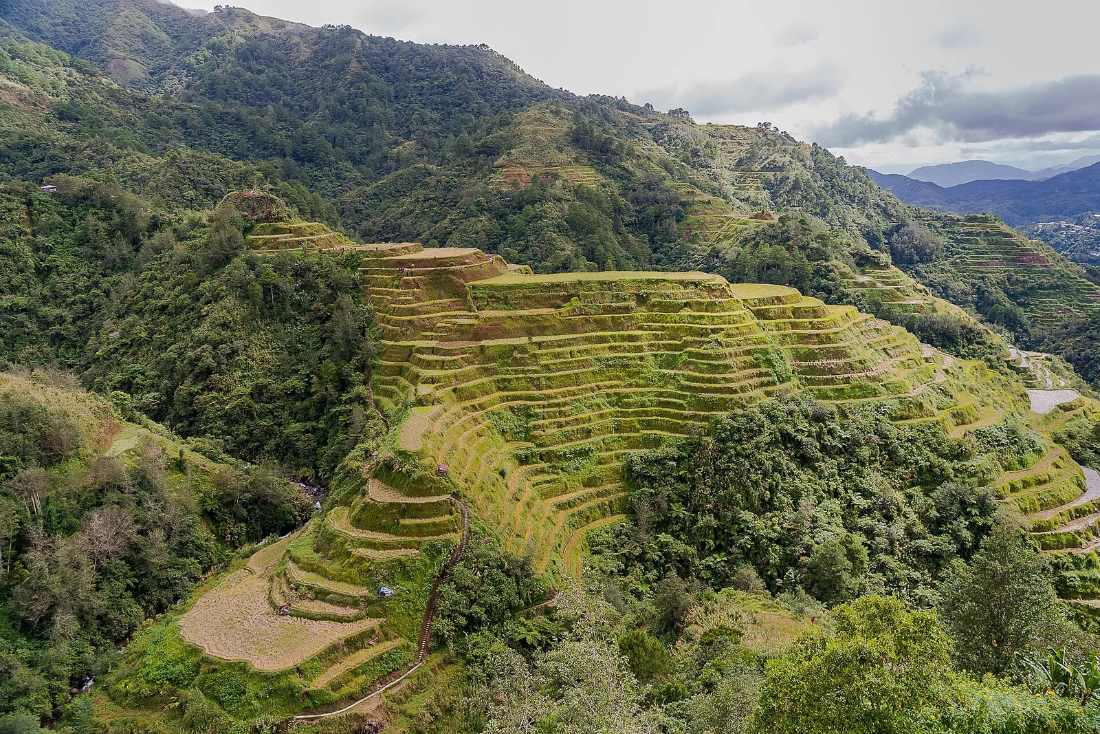 Stepped green rice terraces wrapping a hillside at Banaue