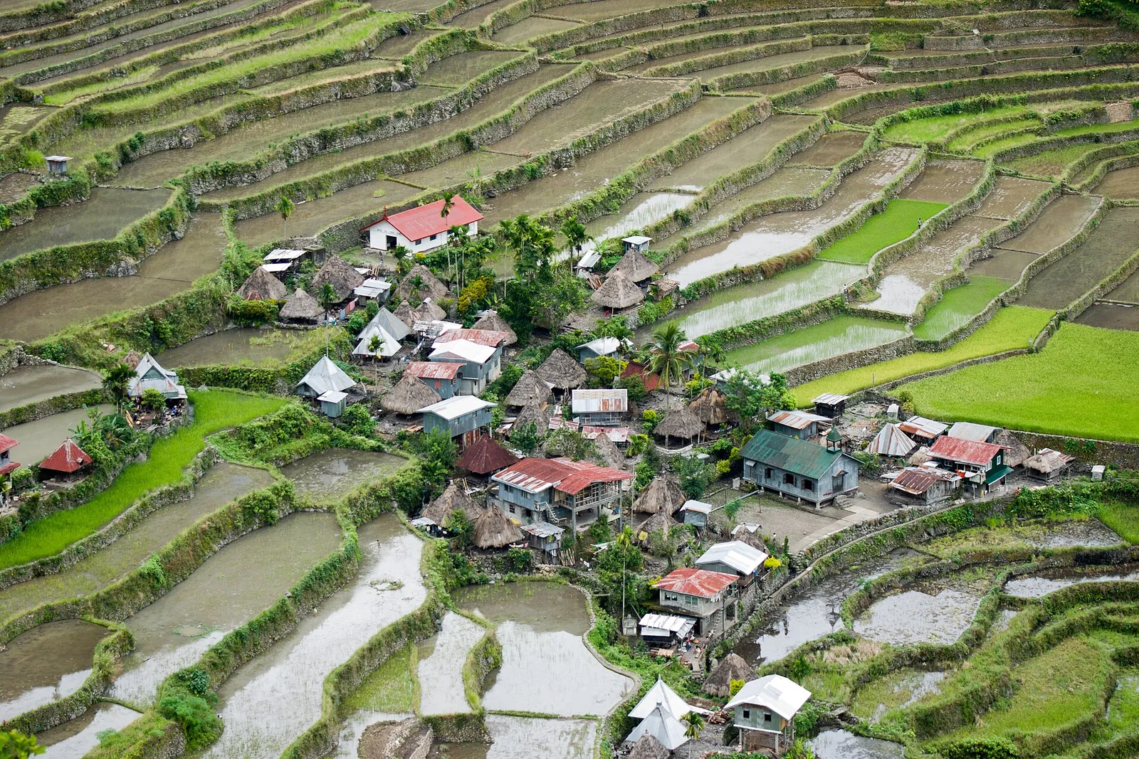 Terraced fields and village roofs at Batad in Ifugao