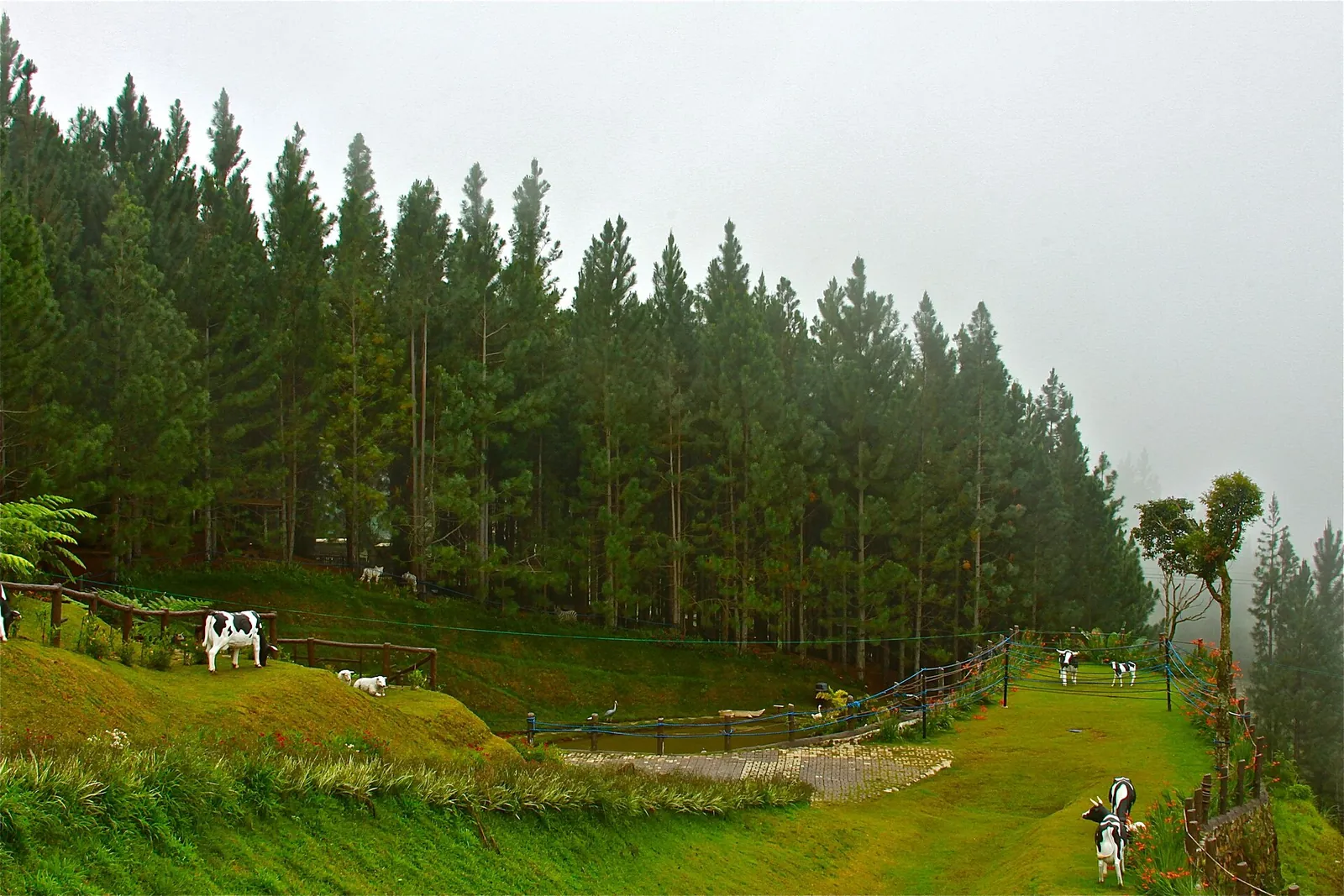 Pine-covered grounds at Dahilayan