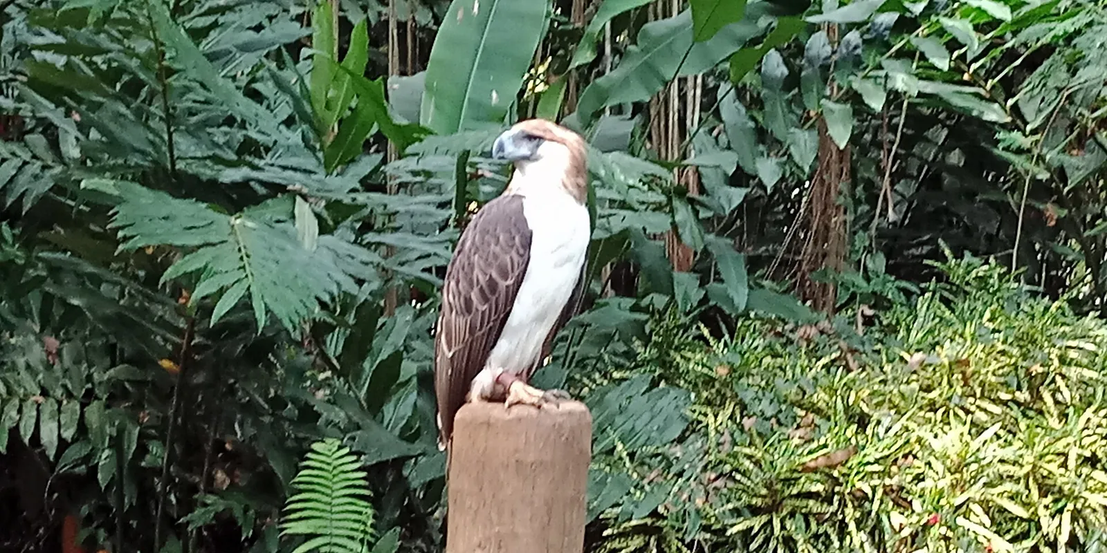 Philippine eagle at the Philippine Eagle Center