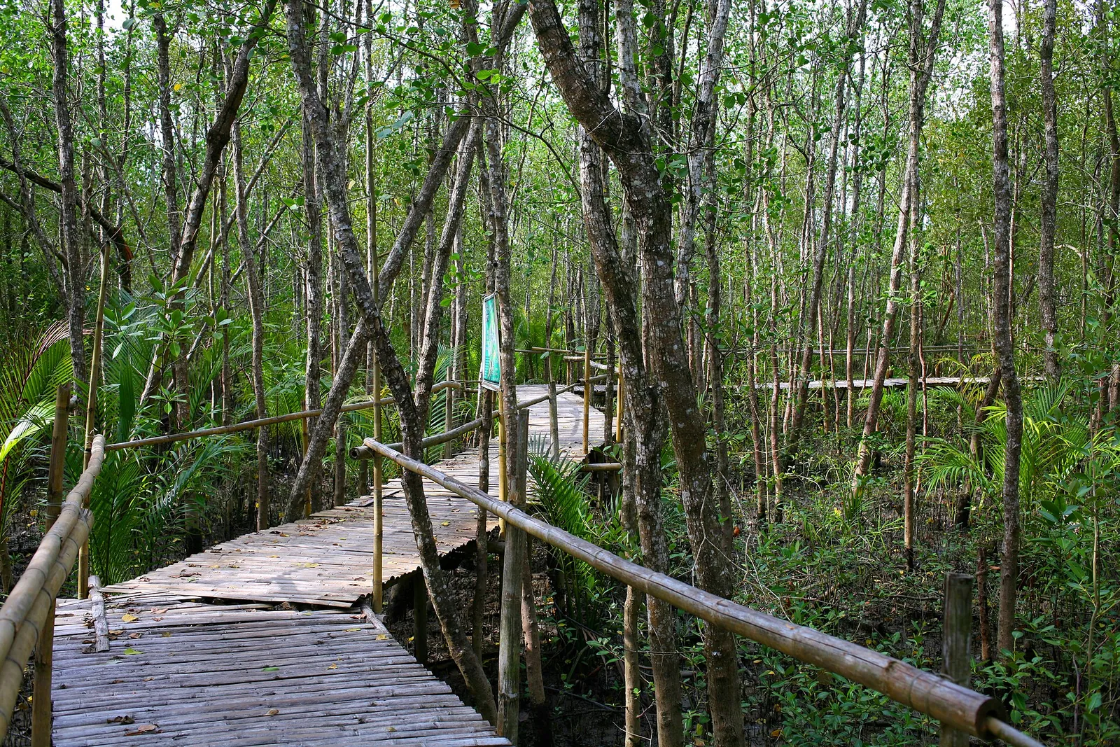 Bamboo boardwalk at Bakhawan