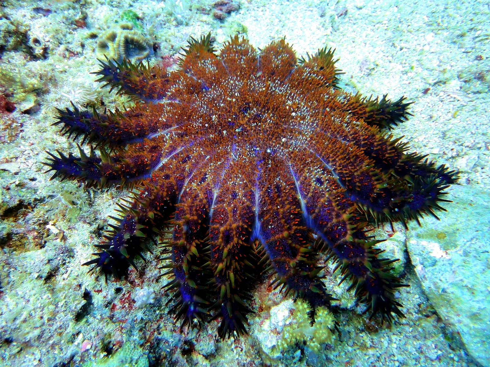 Spiny starfish on the seabed beside Malapascua Island