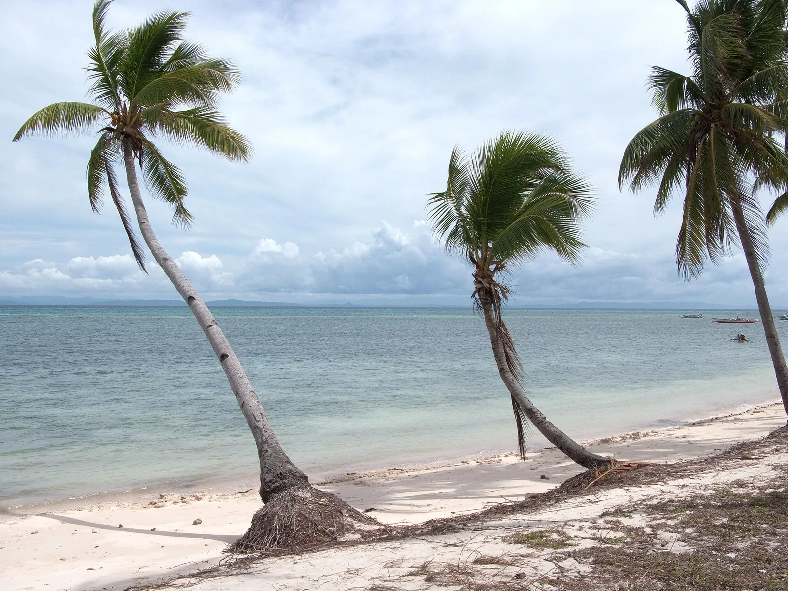 Leaning palm trees beside a pale beach and shallow water on Malapascua
