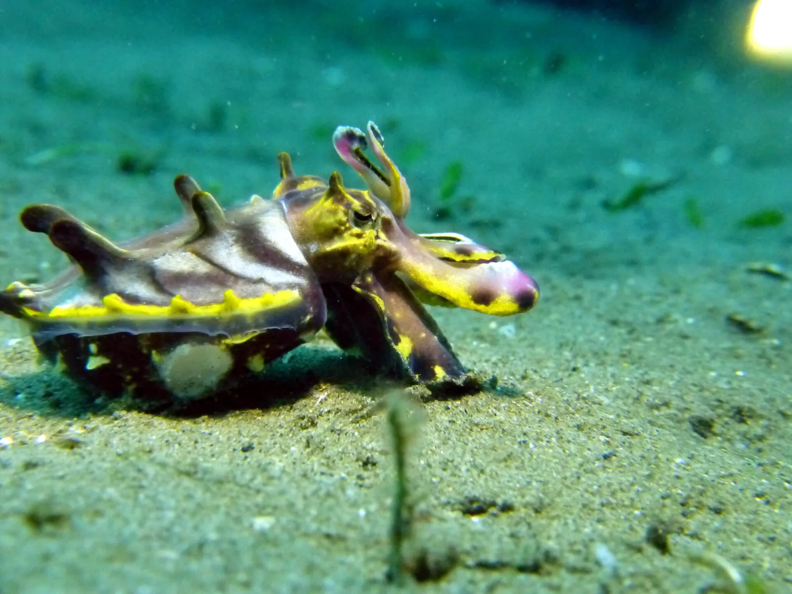 Small colourful flamboyant cuttlefish on the seabed at Moalboal