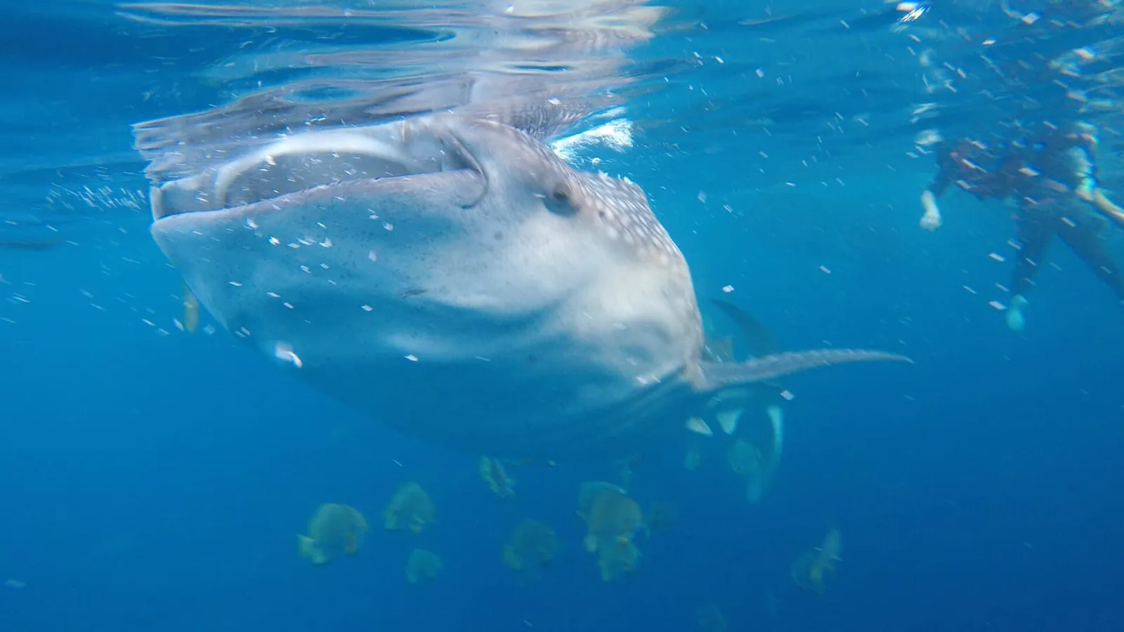 Whale shark near the water surface at Oslob’s feeding-tourism site