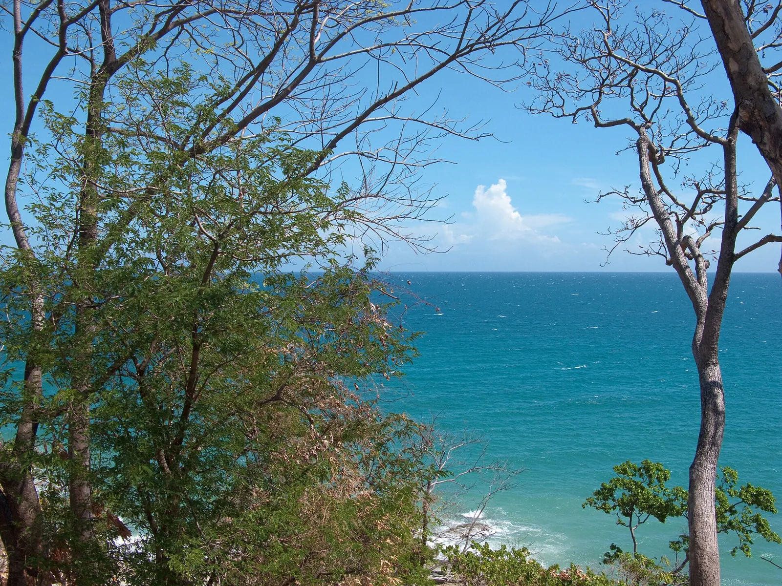 Blue sea and coastal trees along the shore near Roxas in Palawan