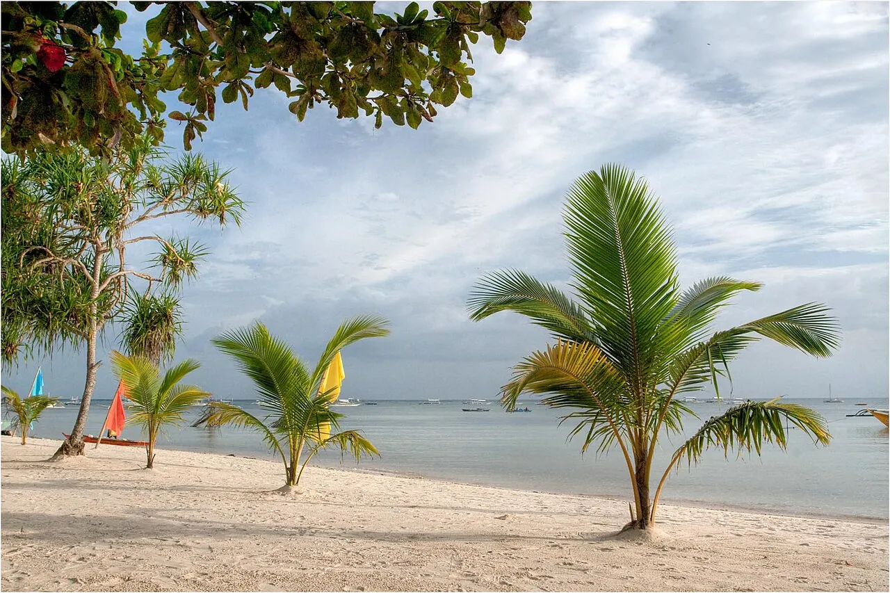 Panglao shore shaded by coconut palms