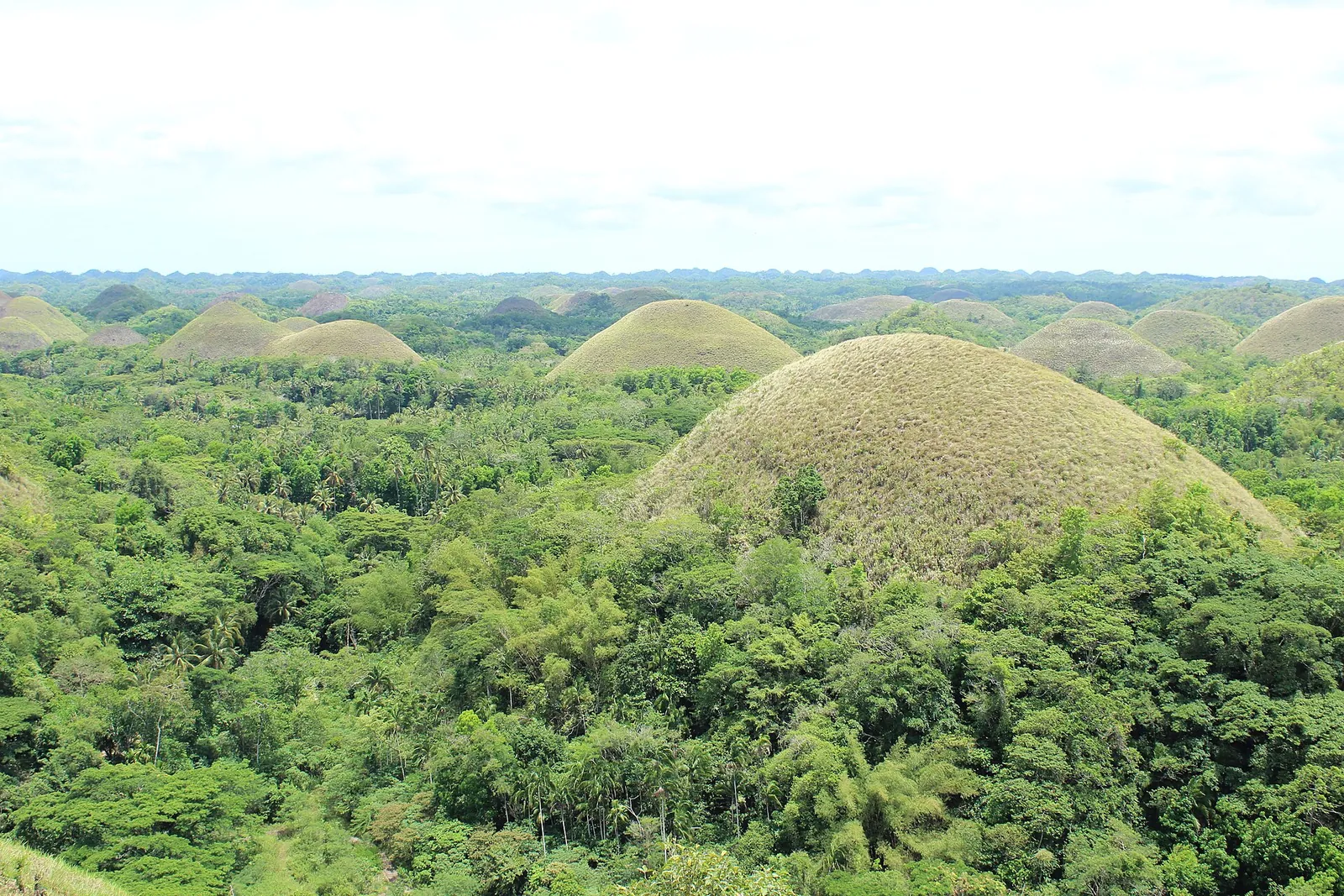 Grass-covered Chocolate Hills rising above green forest near Carmen, Bohol