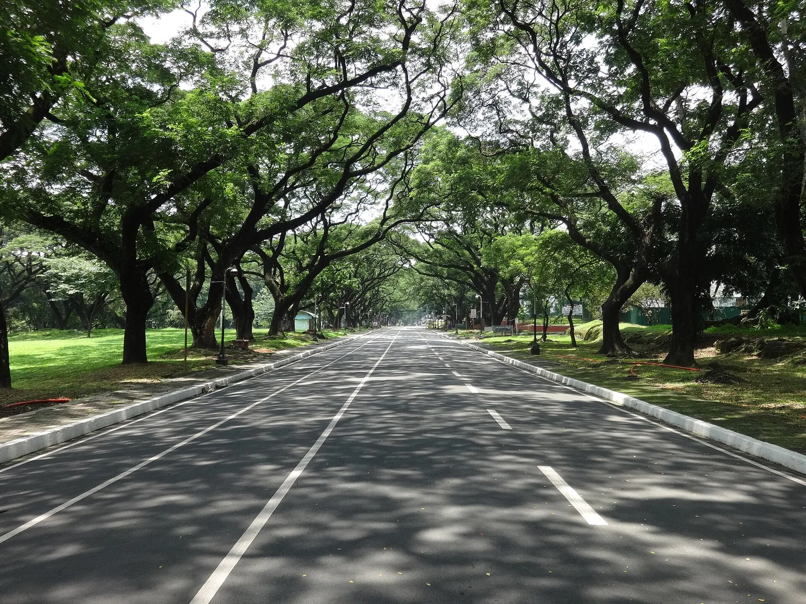 Tree-lined academic oval at UP Diliman