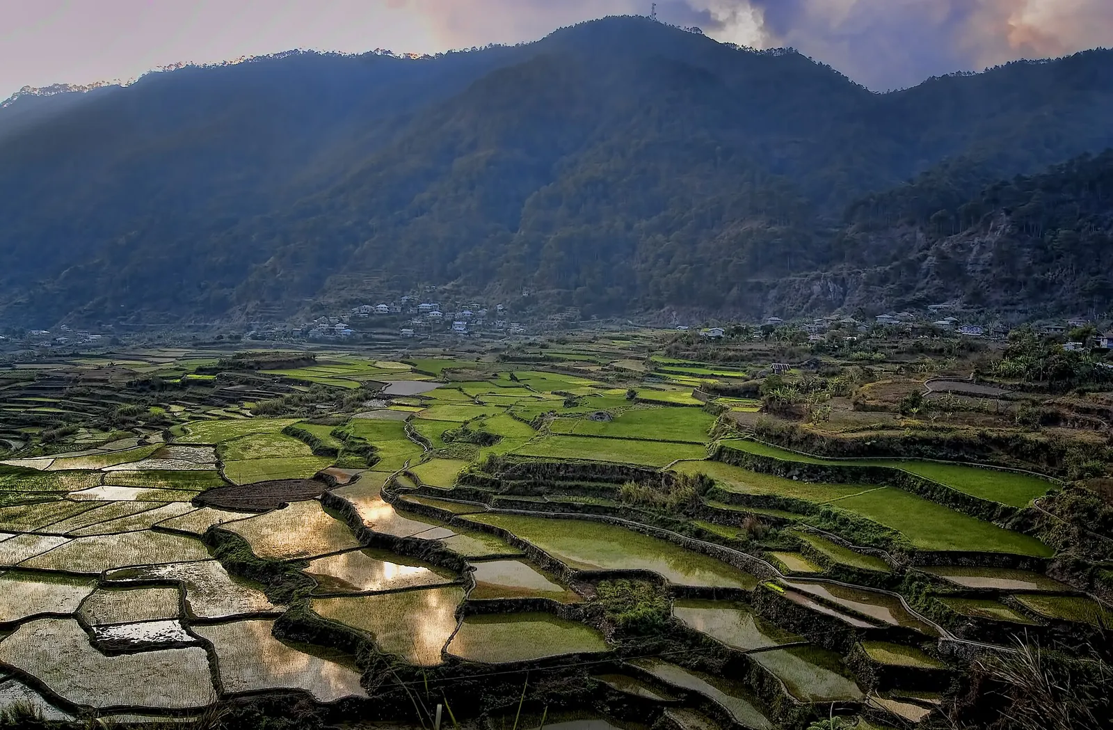 Rice terraces below forested mountains in Sagada