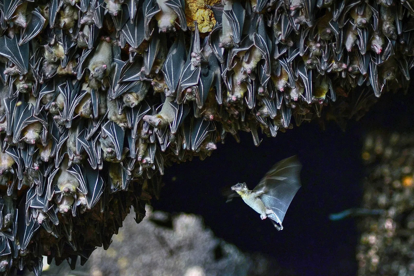 Fruit bats at Monfort Bat Sanctuary