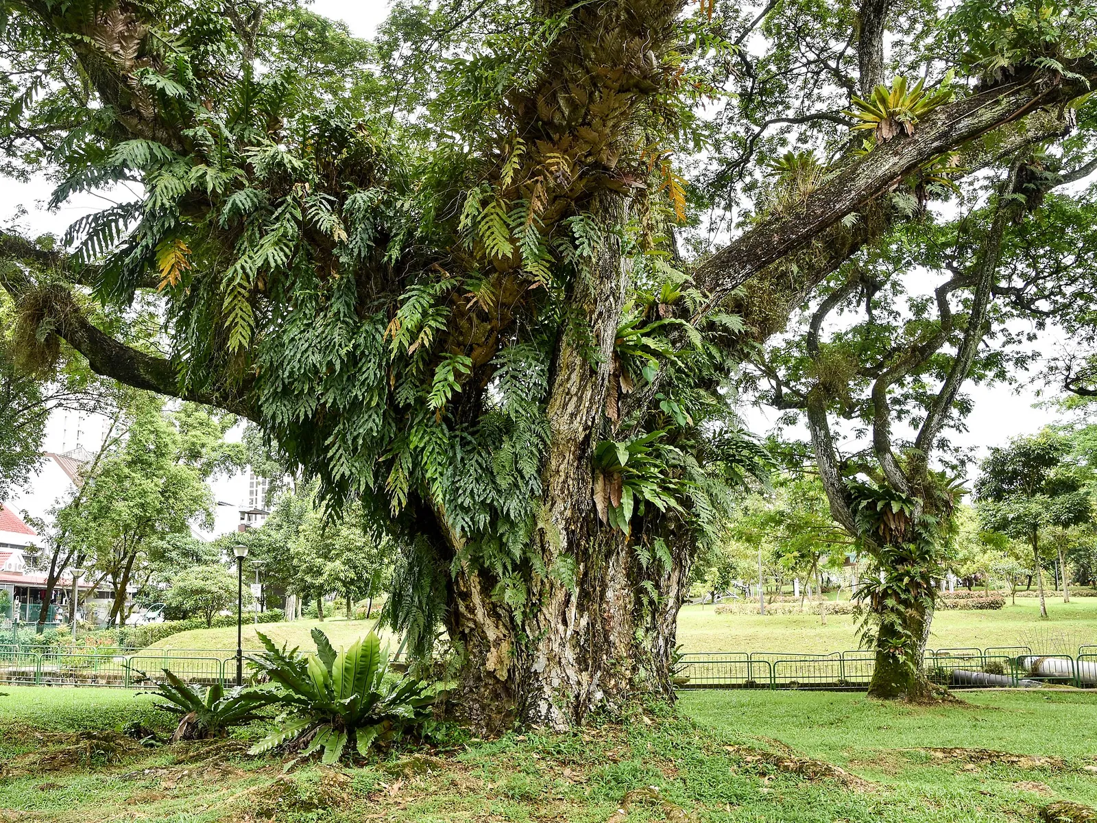 Farne um den Stamm eines Regenbaums an der Upper Bukit Timah Road in Singapur