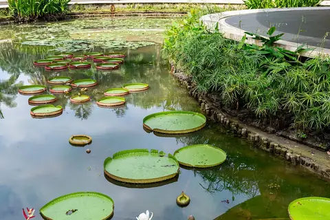 Velké listy leknínů ve vodě v Singapore Botanic Gardens