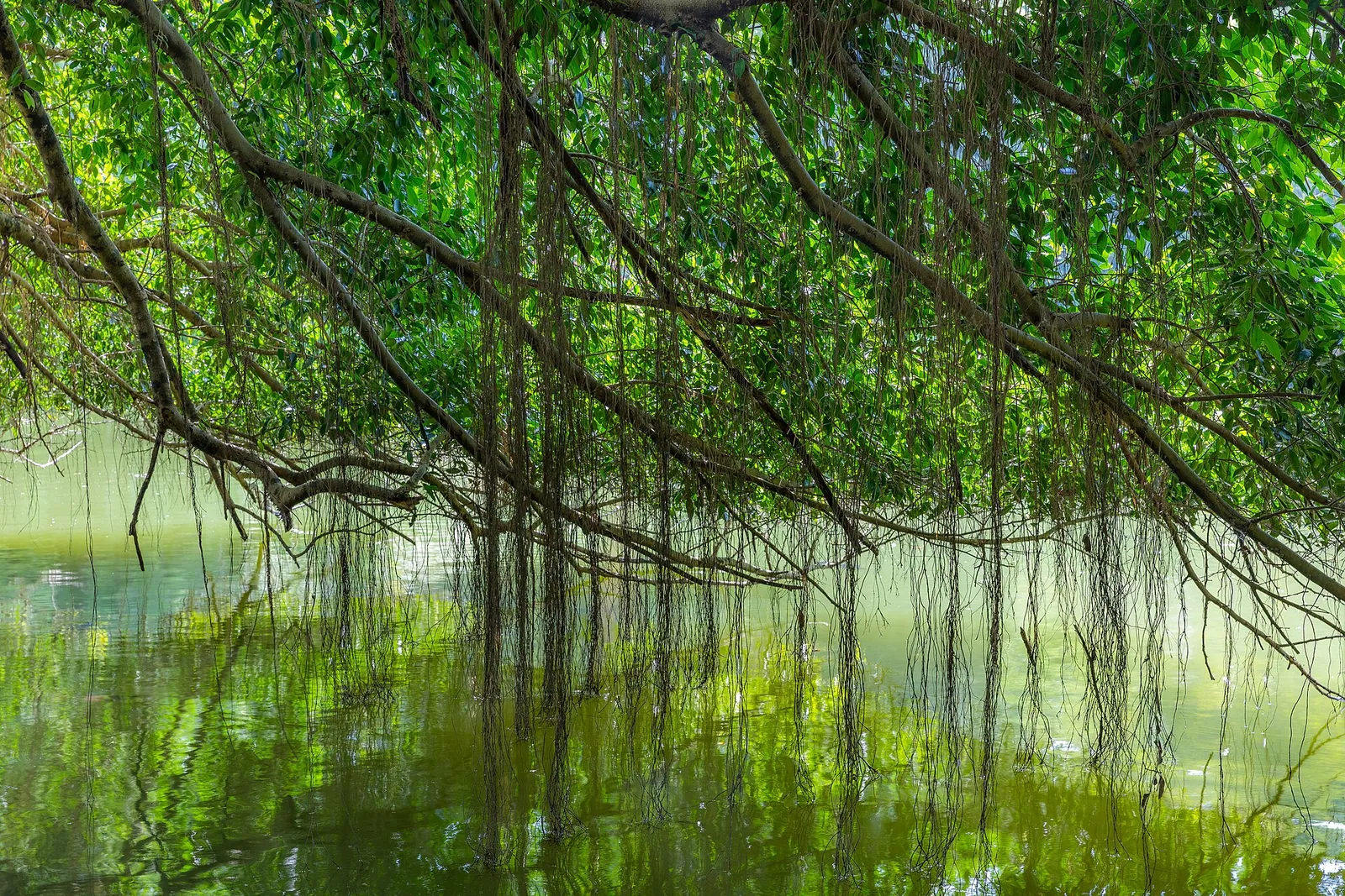 Banyantræets grene hænger over vandet i Singapore Botanic Gardens
