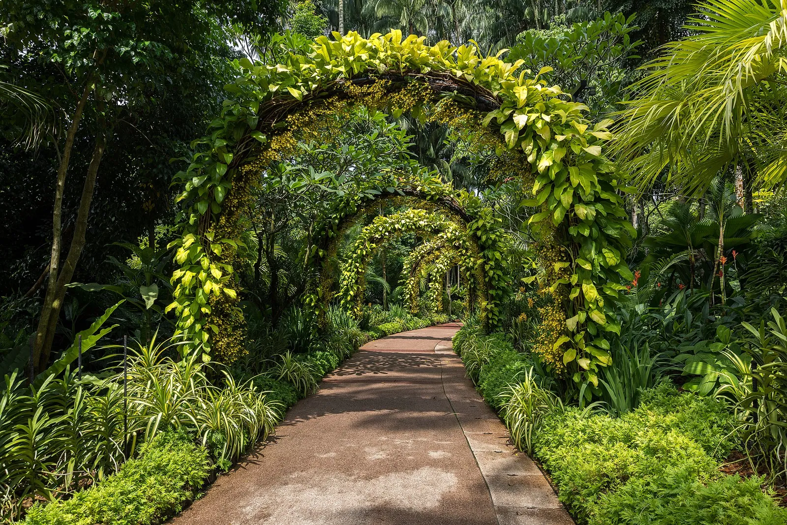En havesti under løvklædte buer i National Orchid Garden