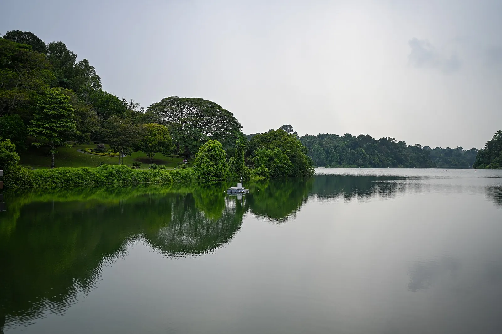 Apa lacului de acumulare MacRitchie reflectând copaci verzi