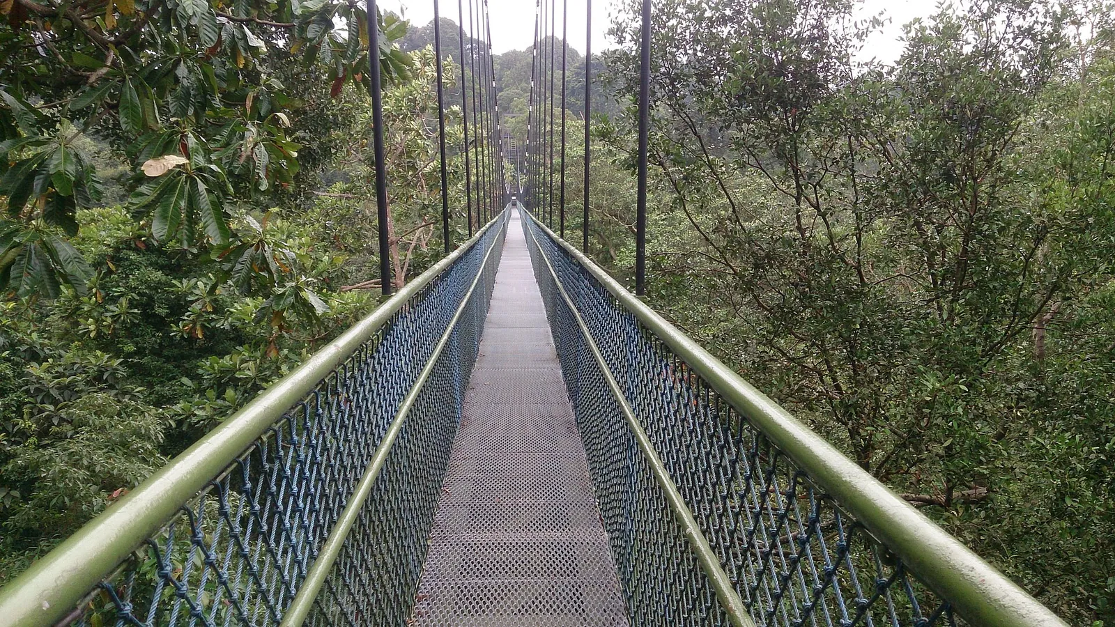 Pod suspendat între copacii pădurii la TreeTop Walk