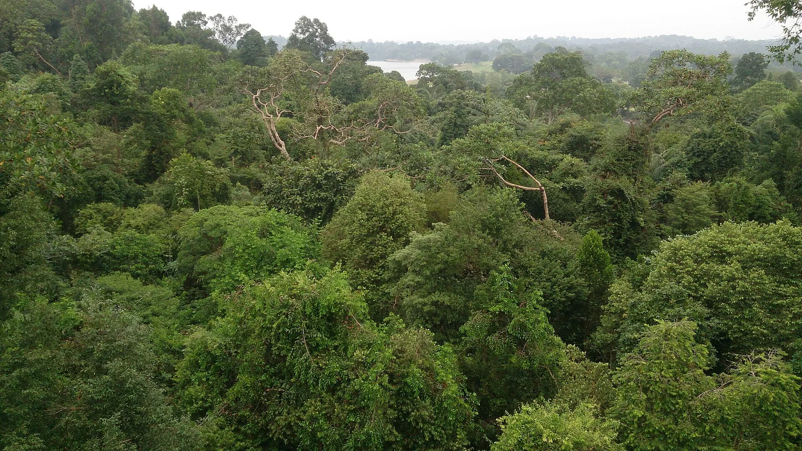 Coronamentul pădurii văzut de pe TreeTop Walk în Singapore
