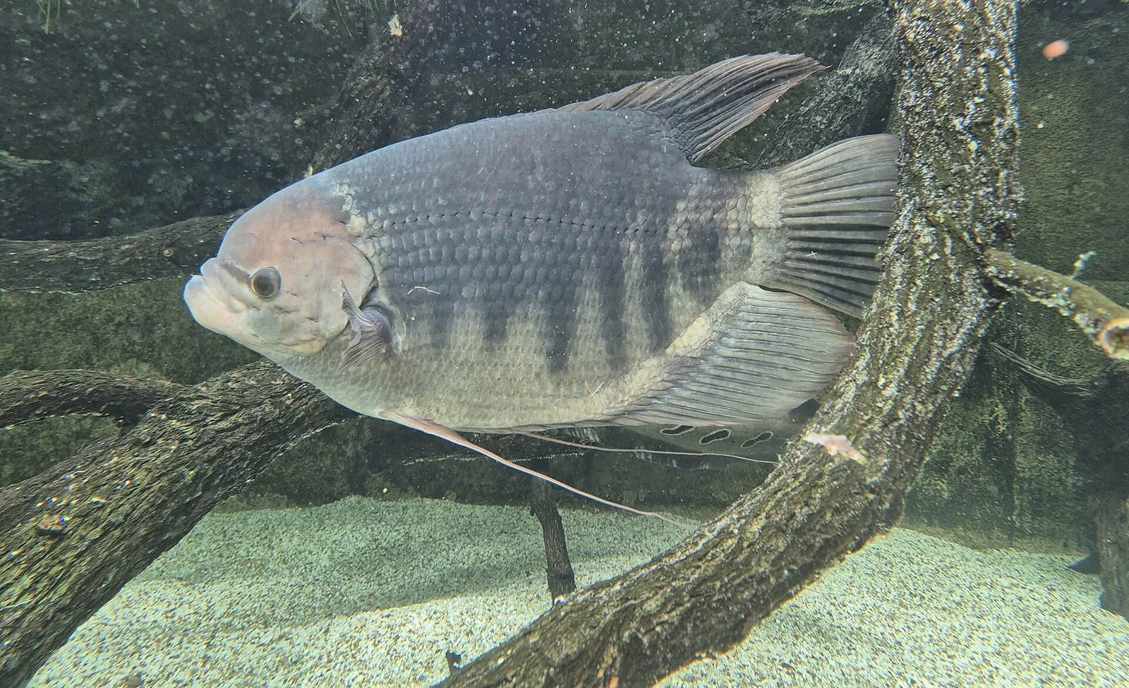 Ein Riesengurami, fotografiert in River Wonders