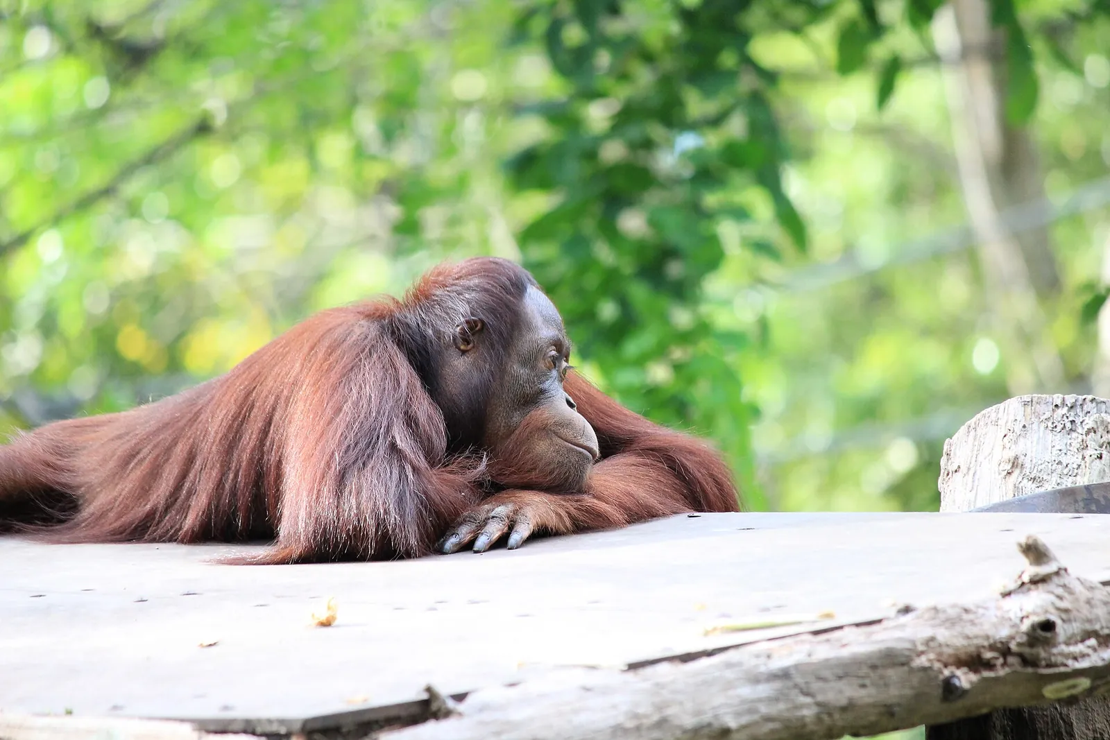 Un orango riposa su una piattaforma di legno a Singapore Zoo
