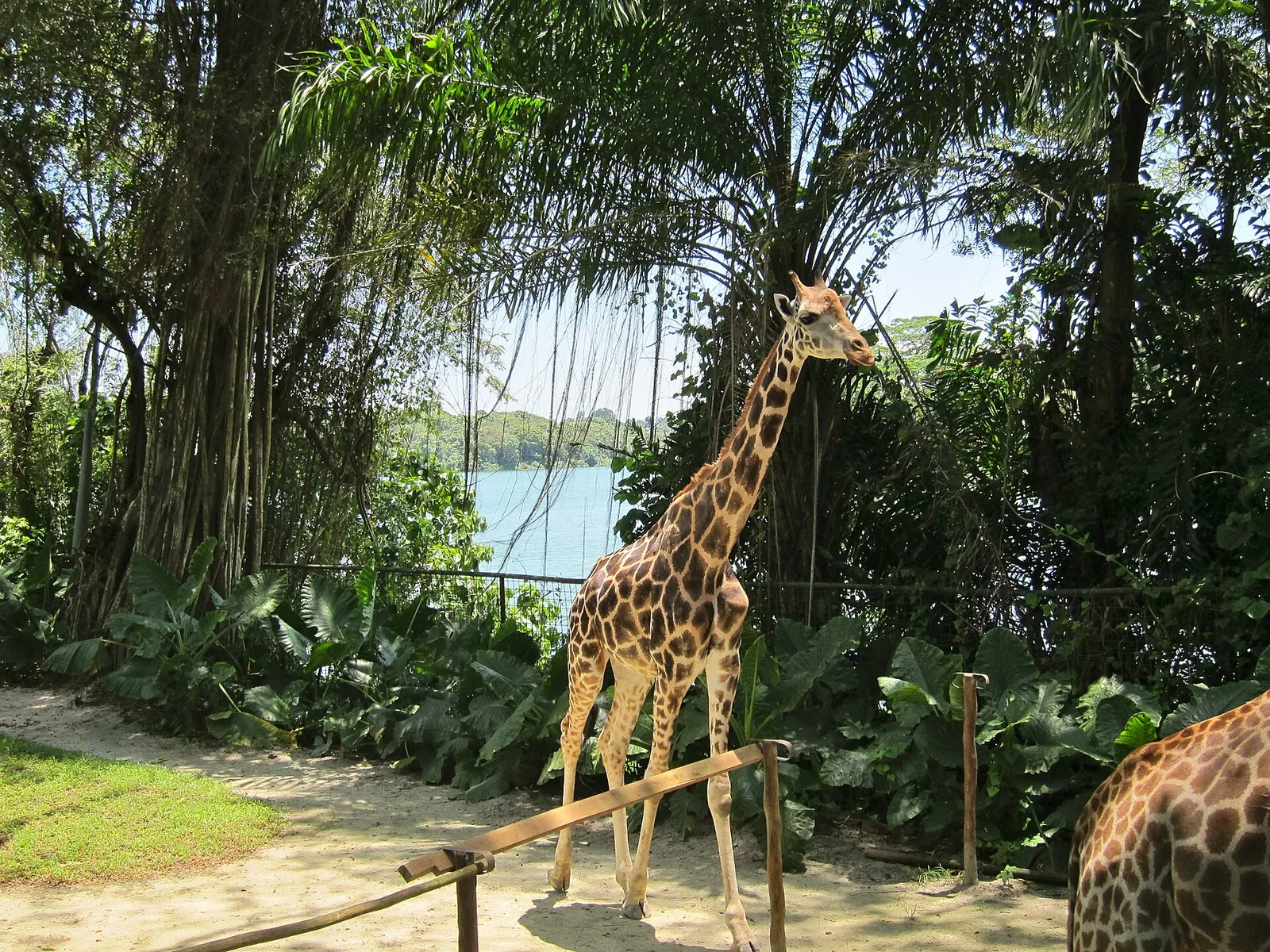 Una giraffa in piedi tra le palme a Singapore Zoo