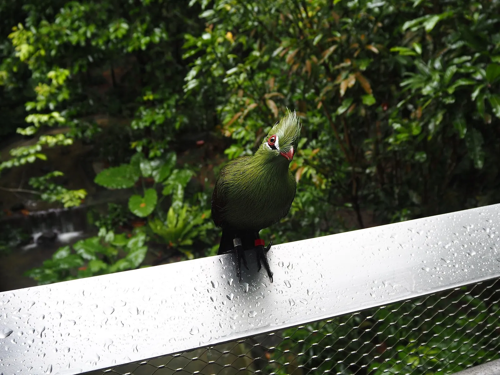 Un turaco verde appollaiato su una ringhiera tra il fogliame a Bird Paradise