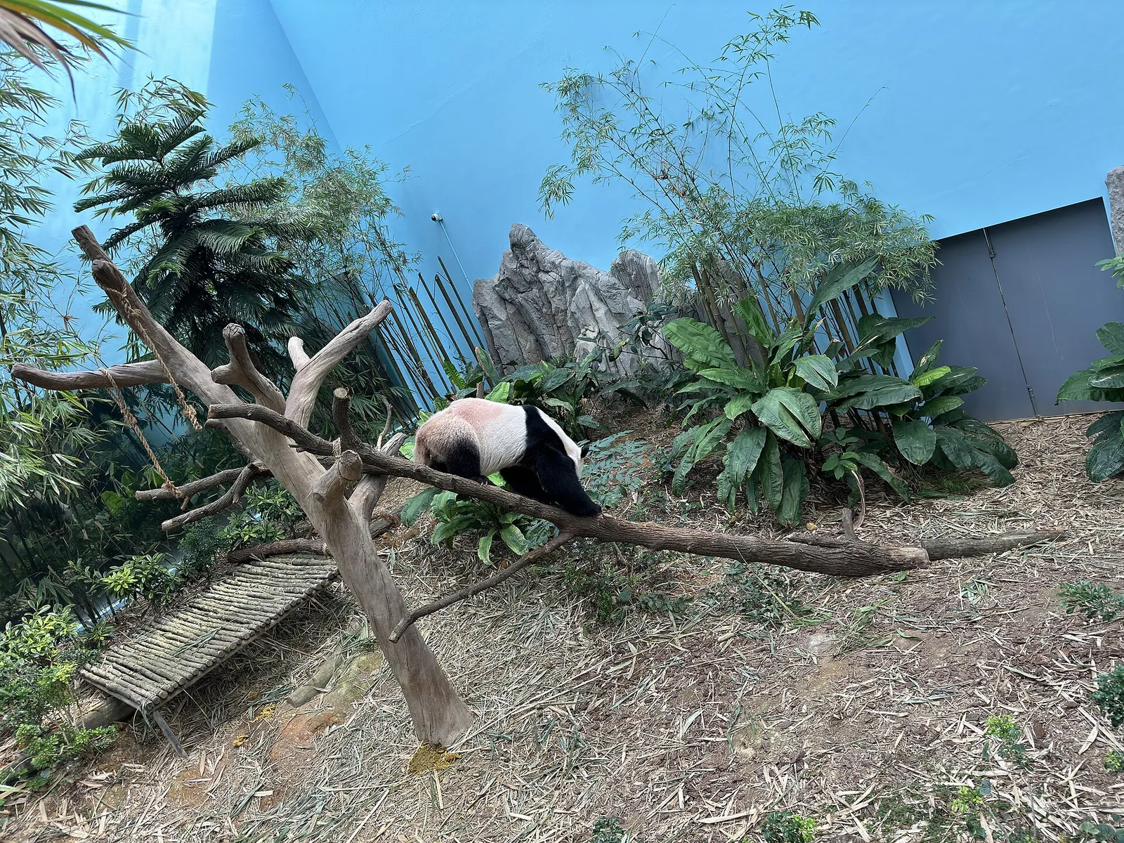Un panda gigante riposa su un ramo nell'habitat di River Wonders