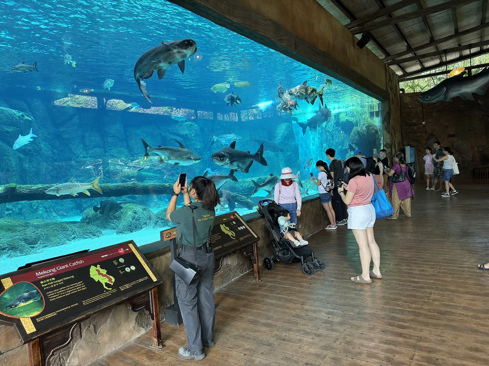 Visitatori osservano pesci e una tartaruga che nuota attraverso una grande vetrata dell'acquario a River Wonders