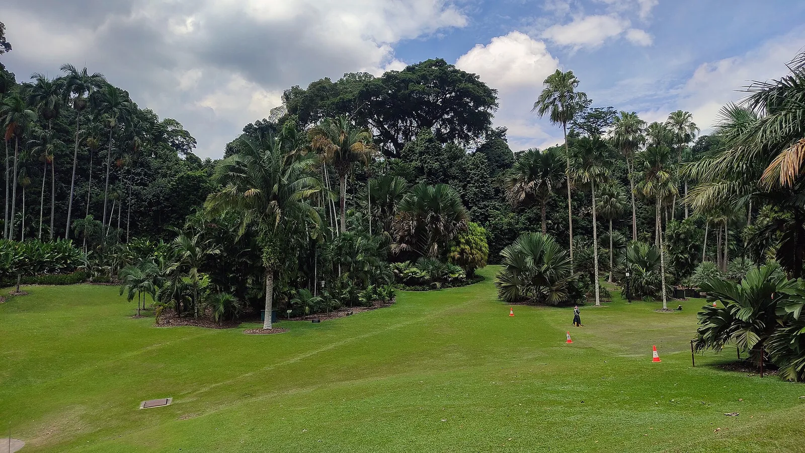 Bred grøn græsplæne og palmer i Palm Valley i Singapore Botanic Gardens