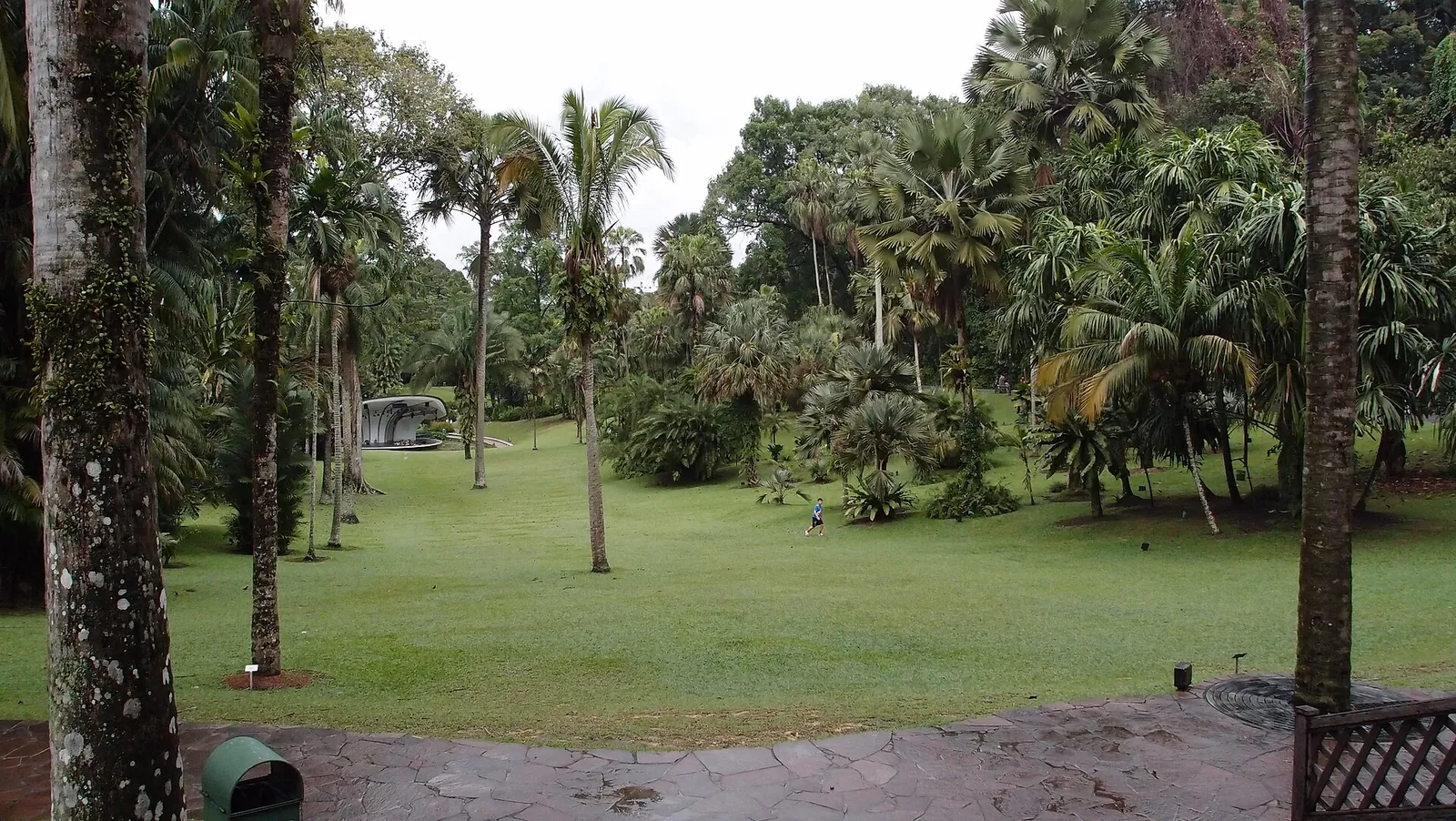 Palm Valleys græsplæne og palmer set mellem træer i Singapore Botanic Gardens