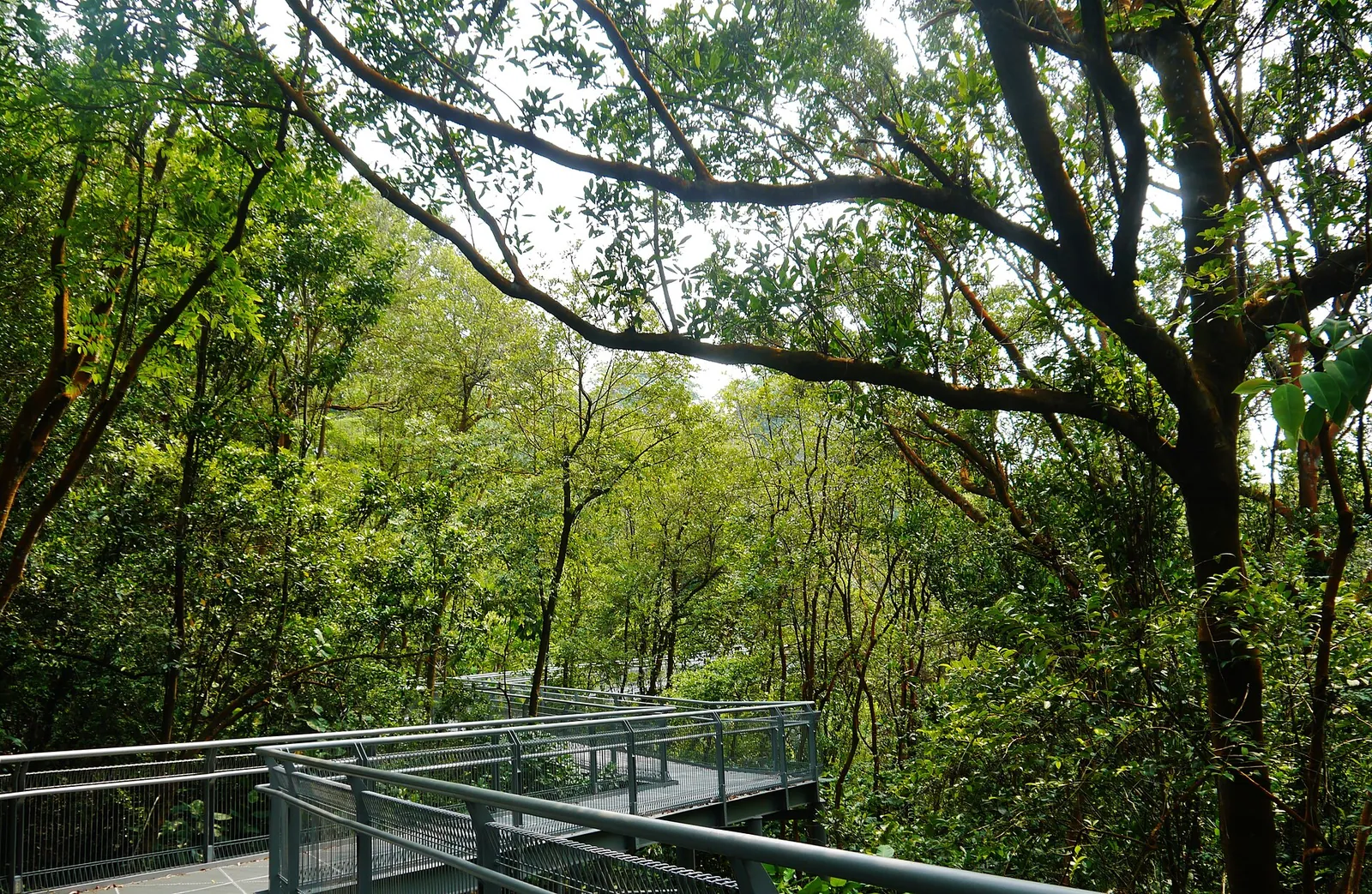 Rambardes sinueuses parmi les arbres du Southern Ridges Hilltop Walk, Singapour