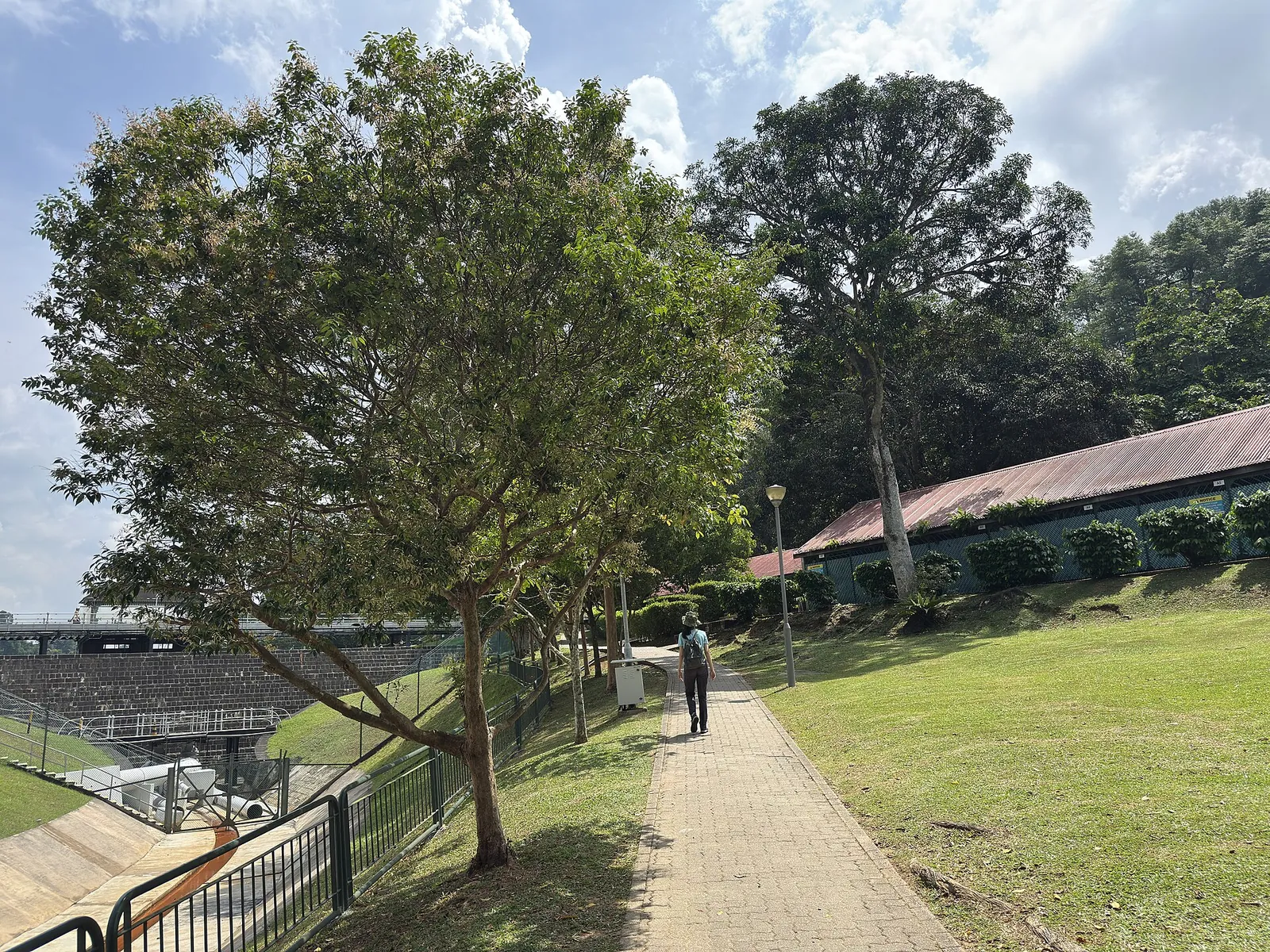 Chemin riverain, pelouse et arbres à MacRitchie Reservoir, Singapour