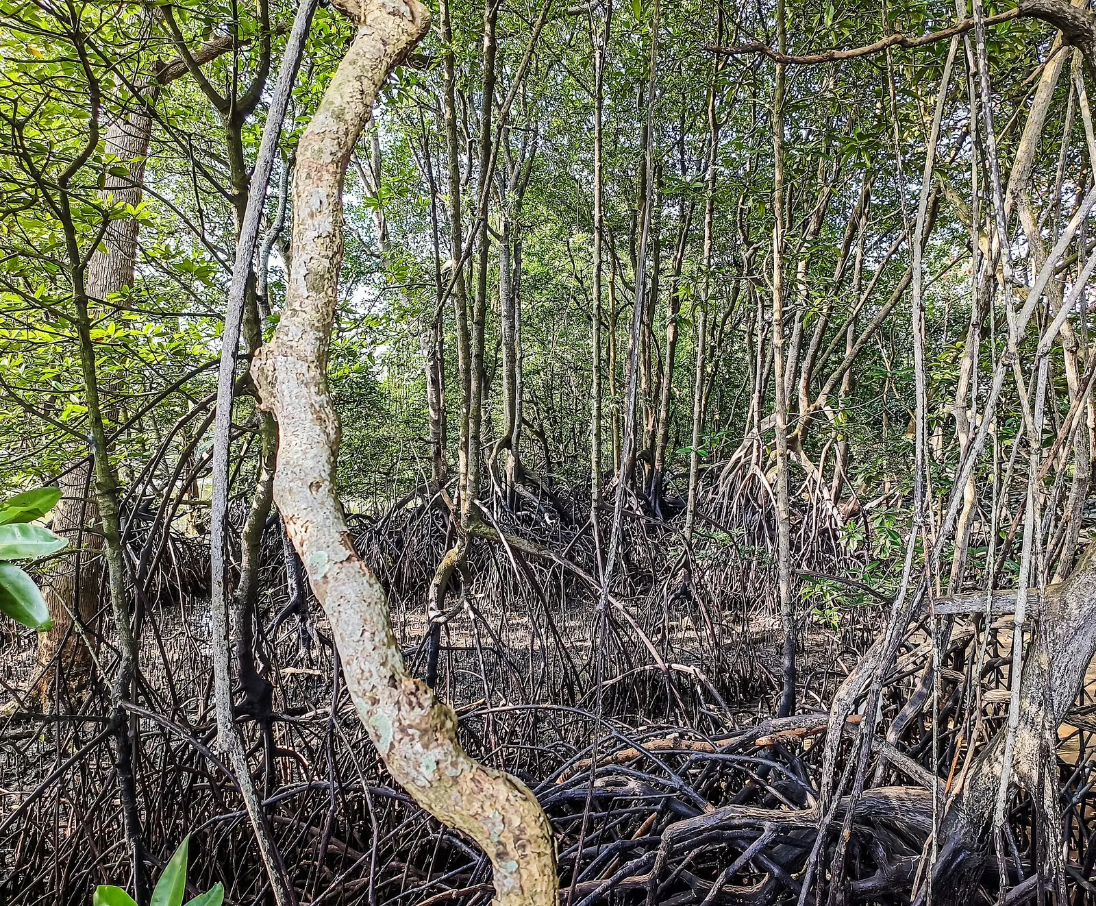 Troncs et racines de mangrove sur sol découvert à Sungei Buloh Wetland Reserve