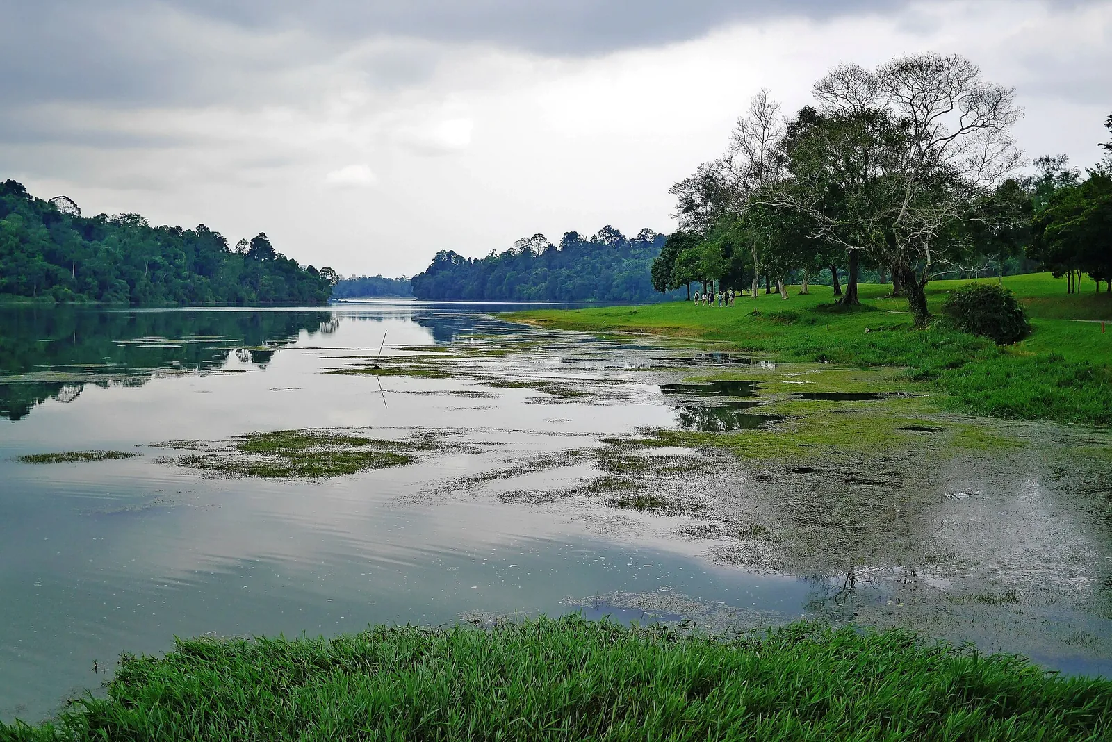 Vesi ja vihreä ranta Singaporen MacRitchie Reservoirilla