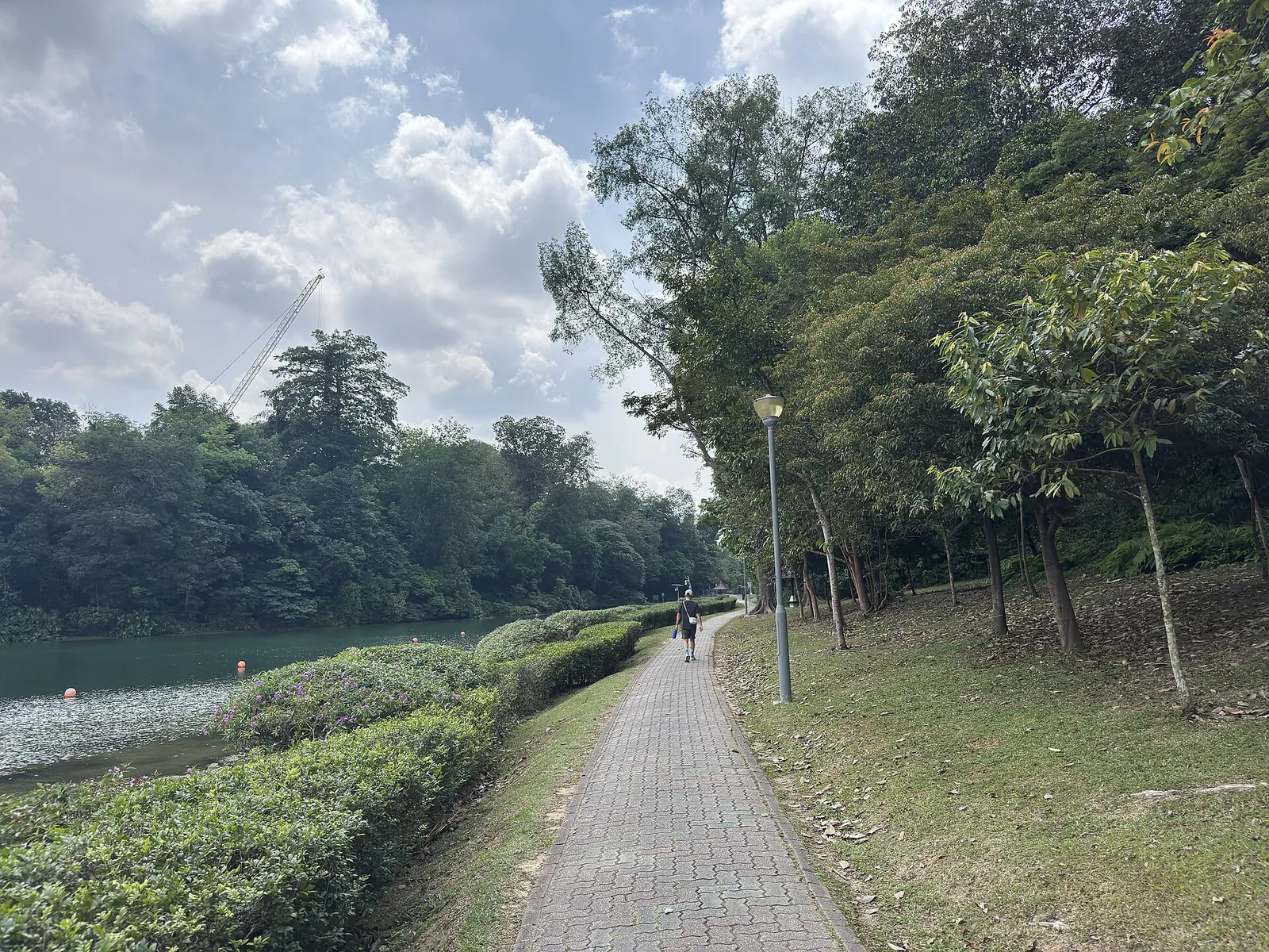 Utwardzona ścieżka przy MacRitchie Reservoir z drzewami wzdłuż brzegu