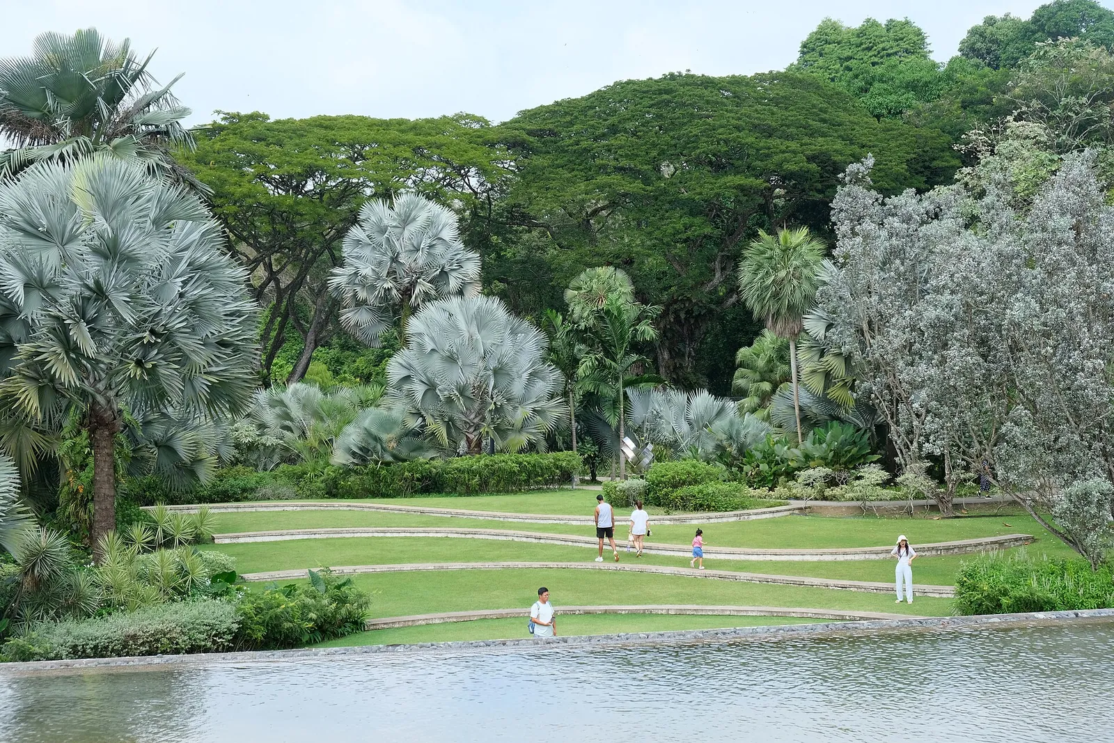 Rośliny o srebrzystych liściach i staw w HortPark