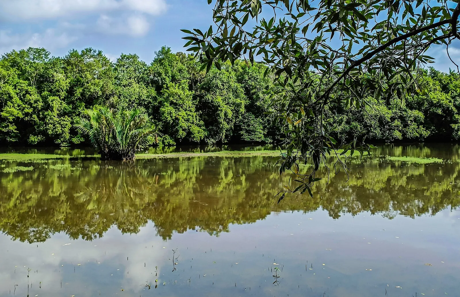 Mangrovetræer spejler sig i vådområdets vand ved Sungei Buloh